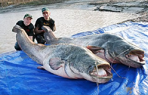 Rocka, Fisk, rekord, Monsterfisk